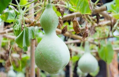 吃葫芦瓜视频素材下载免费,免费下载视频，解锁家常烹饪秘诀